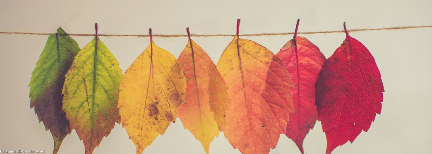 verschiedenfarbige Blätter